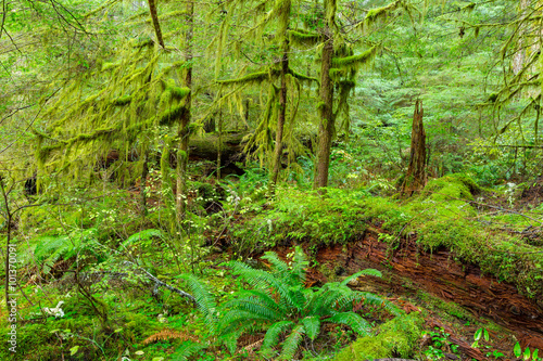 Rain Forest in Oregon