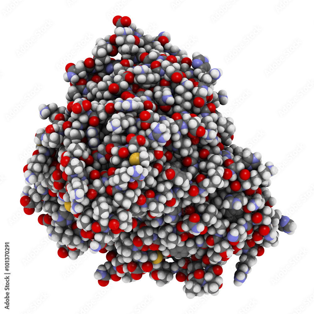 Galsulfase (arylsulfatase B) enzyme molecule. Galsulfase (arylsulfatase B) enzyme molecule.