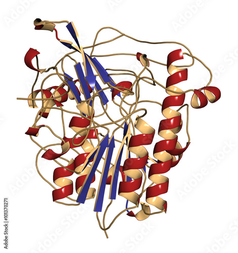 Galsulfase (arylsulfatase B) enzyme molecule.