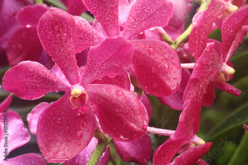 Aranda Dr Anek Hybrid Orchid photo
