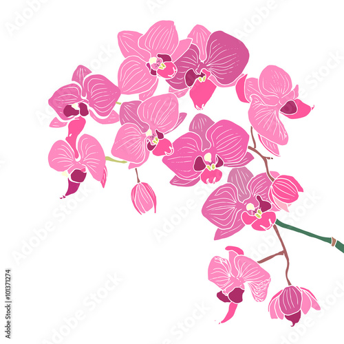 Fototapeta Naklejka Na Ścianę i Meble -  Pink orchid vector