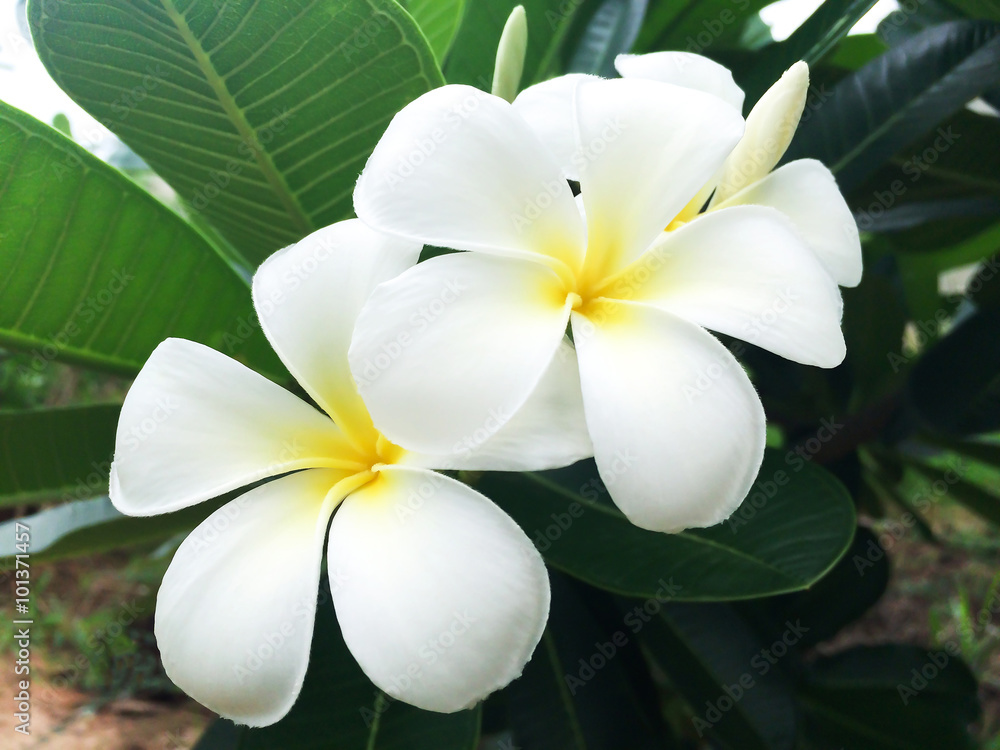 flower in garden frangipani flower in garden frangipani