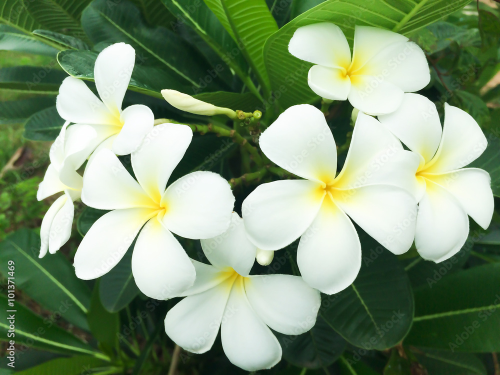 flower in garden frangipani flower in garden frangipani