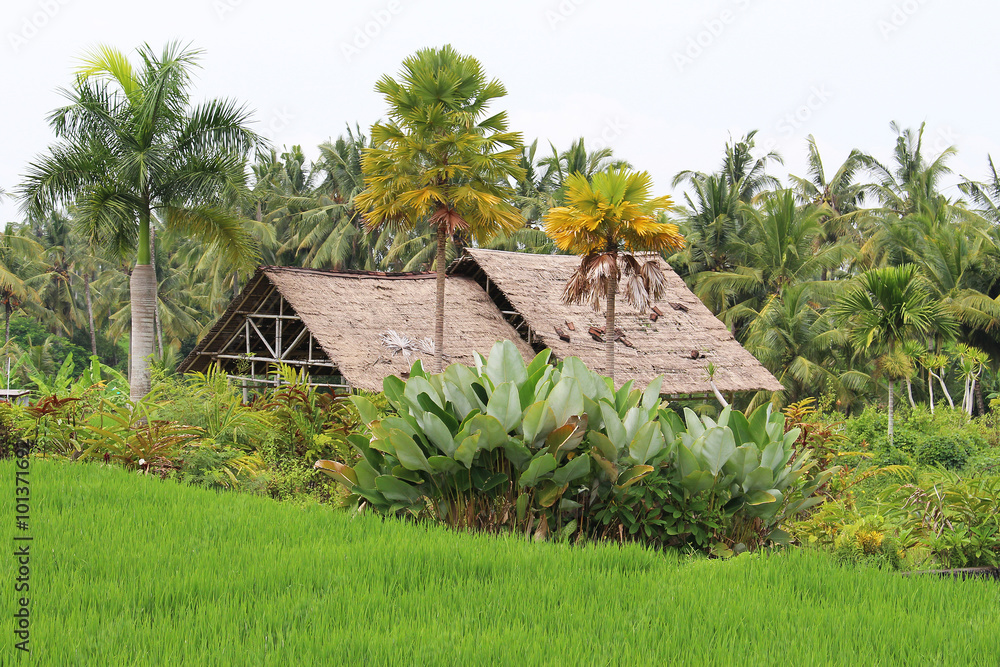 Bali Rice Fields, Indonesia Bali Rice Fields, Indonesia