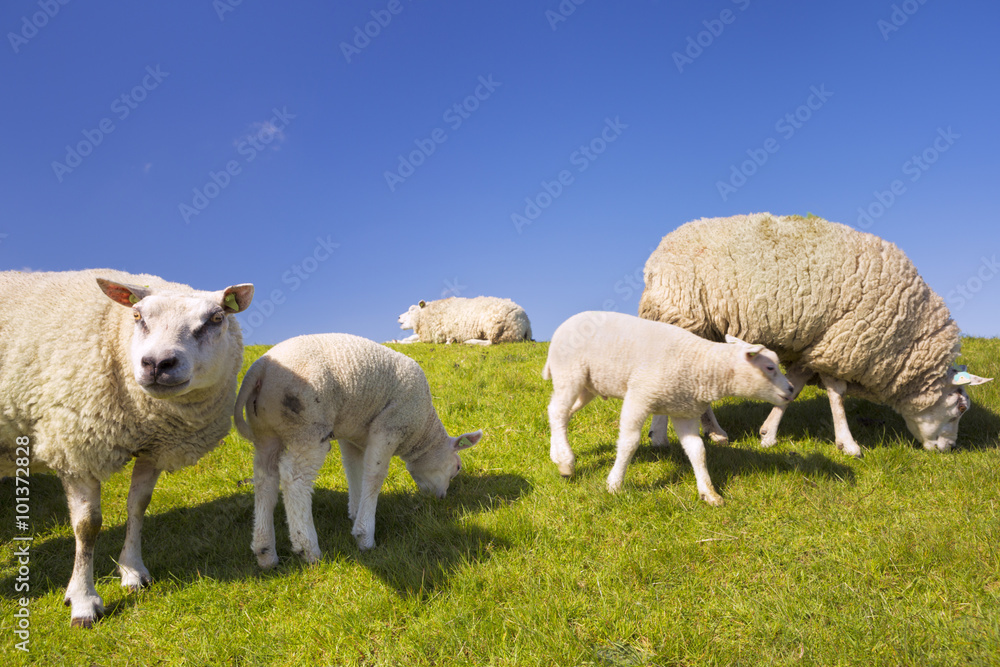 Fototapeta premium Texel sheep on the island of Texel, The Netherlands