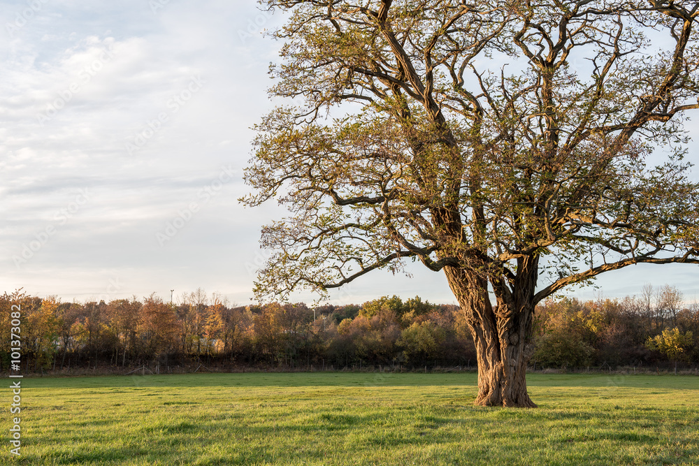 großer Baum auf einer Wiese in Abendstimmung