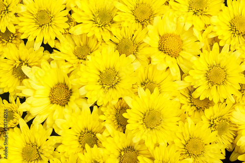 Yellow aster flower for background
