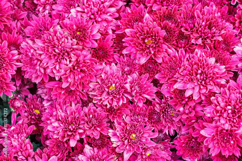 Colorful pink Aster flowers.
