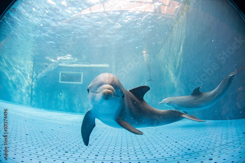 Fotografia aquarium dolphin underwater looking at you