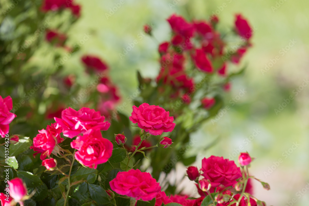 Bush blooming bright red roses Bush blooming bright red roses