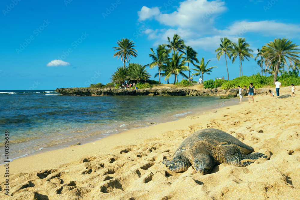 Naklejka premium green sea turtle at haleiwa beach, Oahu, Hawai'i