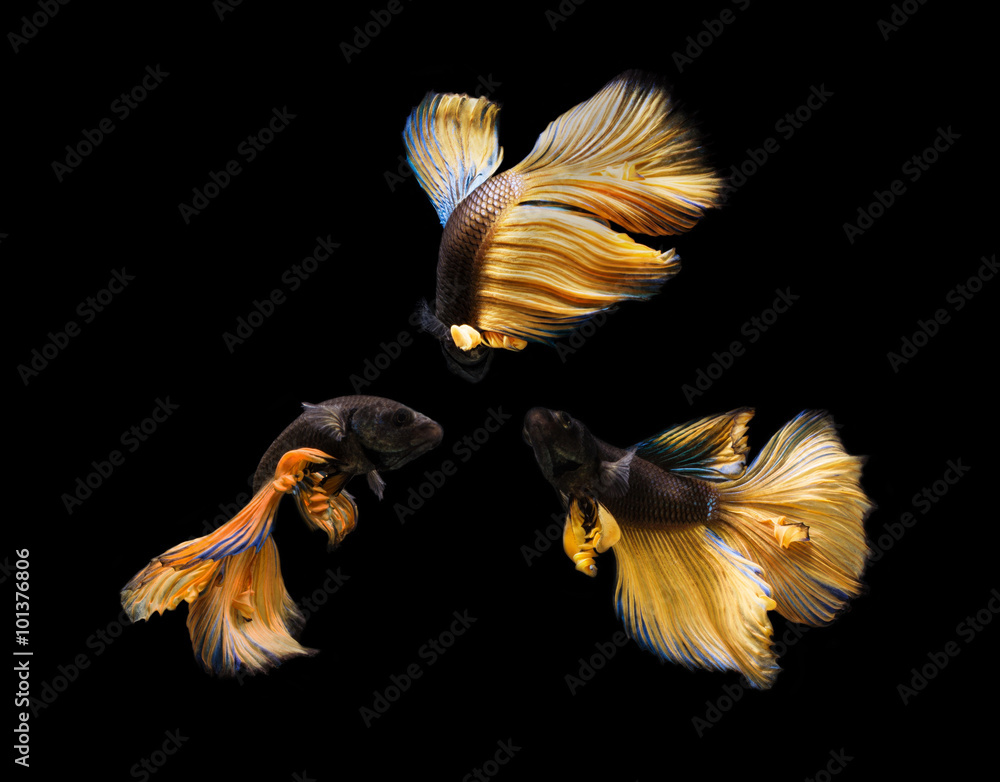 Betta fish are swimming gracefully on isolate. Betta fish are swimming gracefully on isolate.