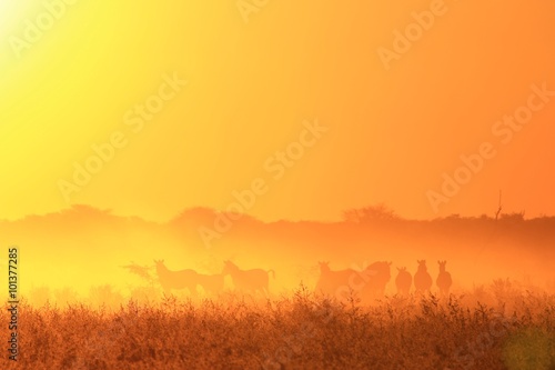 Zebra Silhouette - African Wildlife Background - Sunset Gold of the Free