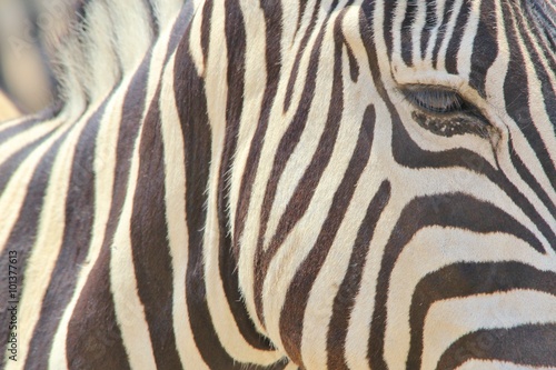 Zebra Portrait - African Wildlife Background - Stripes of an Icon