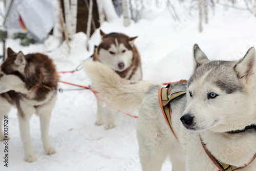 Husky dogs on winter landscape