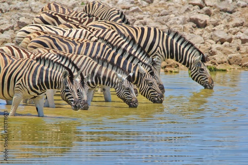 Zebra Background - Bliss and Pleasure in Nature