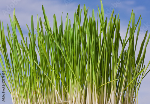  green grass with blue sky background