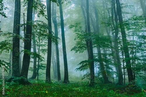 Beautiful foggy forest scene in the Croatian Plitvice National Park 