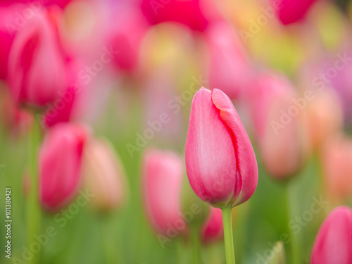 Pink Keukenhof Tulips