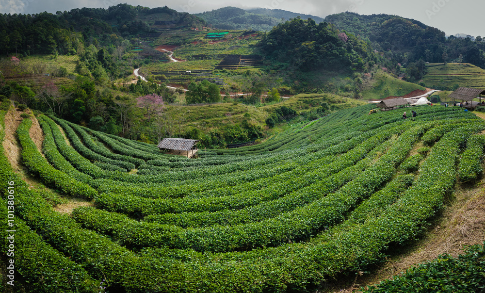 Tea plantation in Chiangmai, Thailand