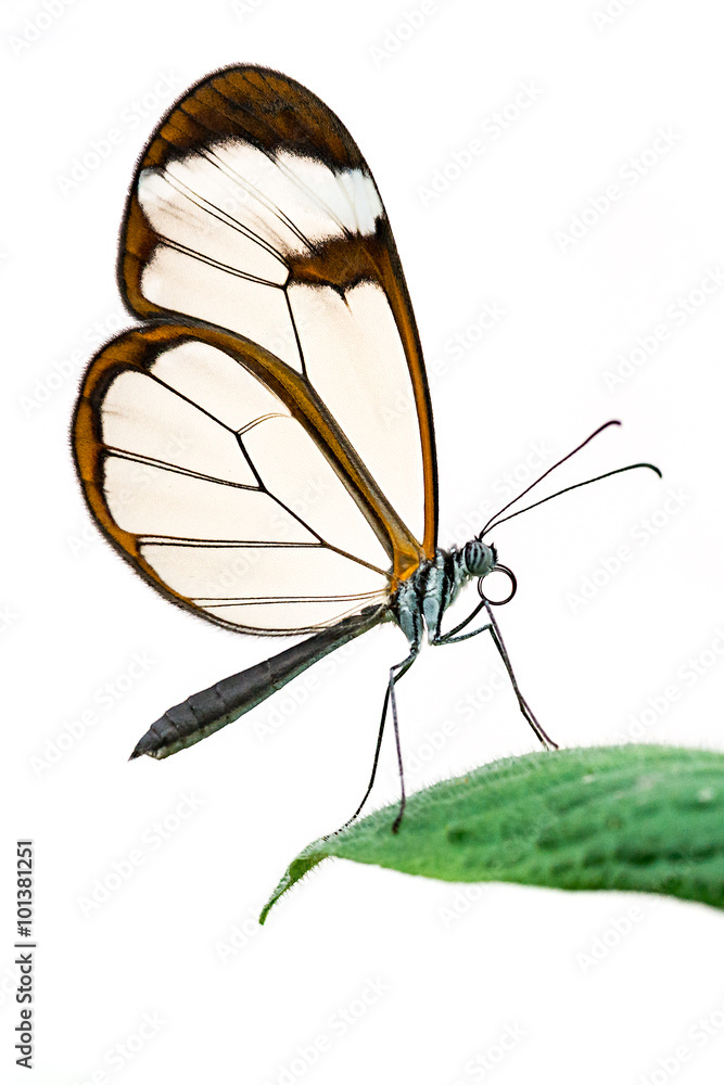 Naklejka premium Glasswing butterfly isolated