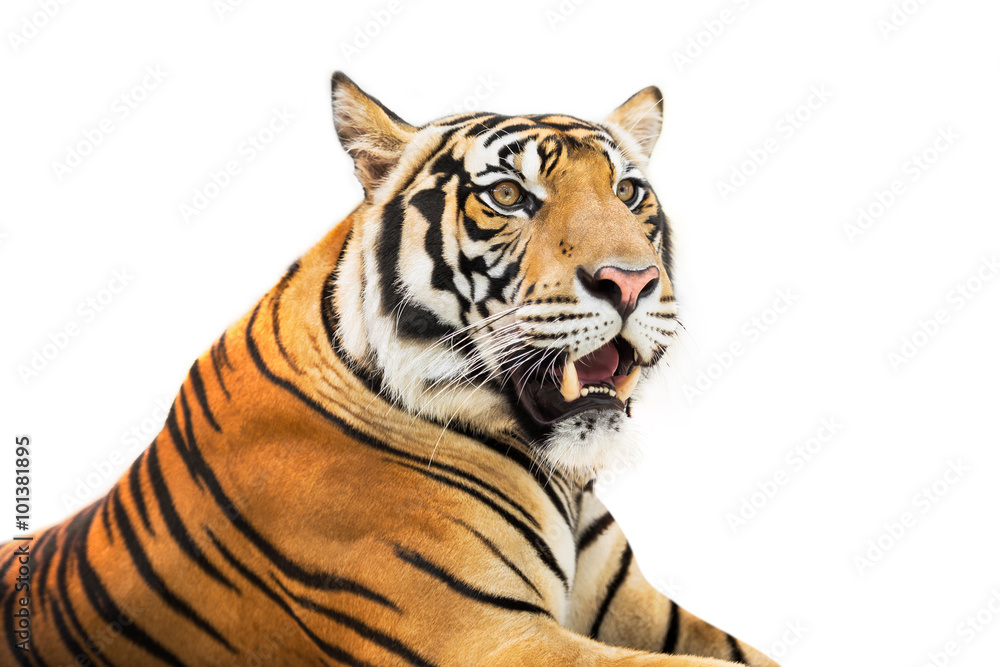 Obraz premium Syberyjski tygrys odizolowywający