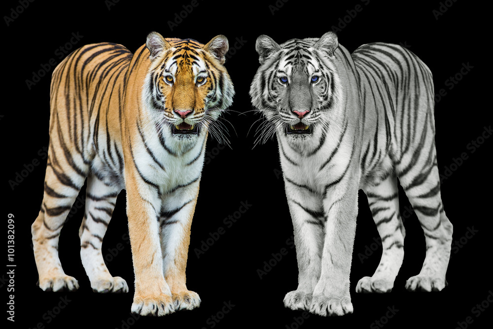 Obraz premium Young sumatran tiger