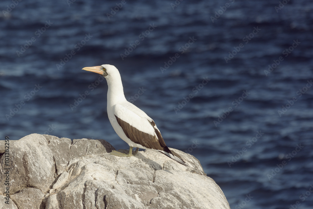 Nazca booby overlooking the ocean. Selective focus on the bird, the background is out of focus Nazca booby overlooking the ocean. Selective focus on the bird, the background is out of focus