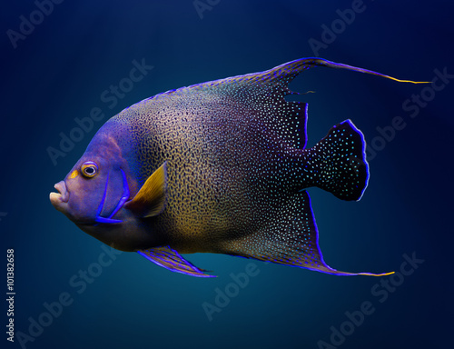Tableau sur toile Adult Koran angelfish