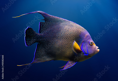 Adult Koran angelfish © Sergey Skleznev