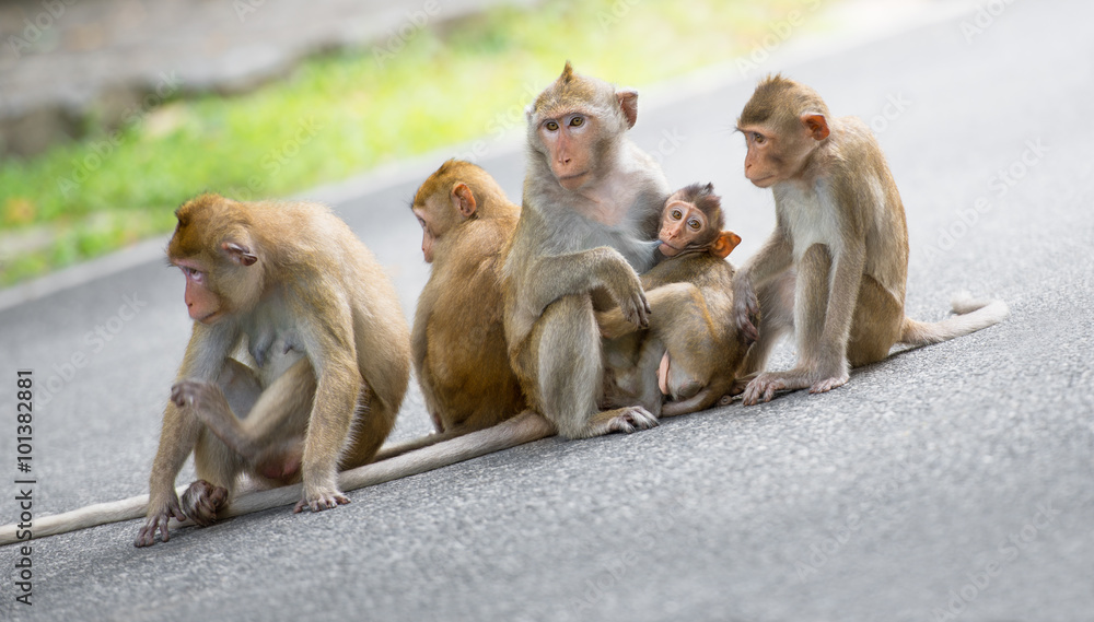 Monkey family Monkey family