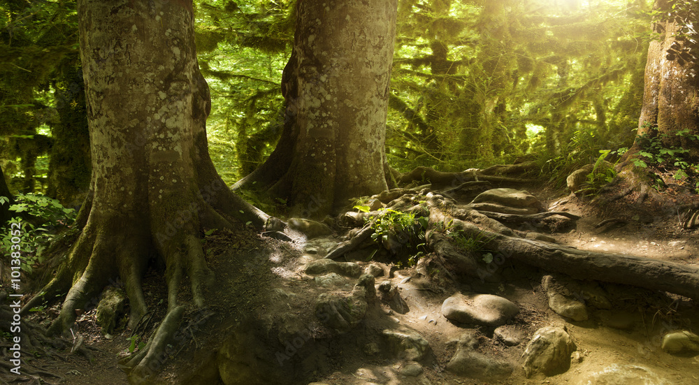 fantastically beautiful, mysterious, forest fantastically beautiful, mysterious, forest