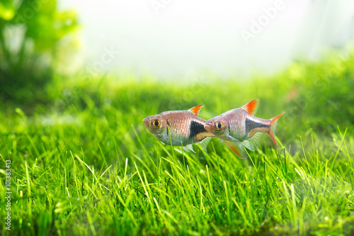 Green Aquarium, Rasbora heteromorph,