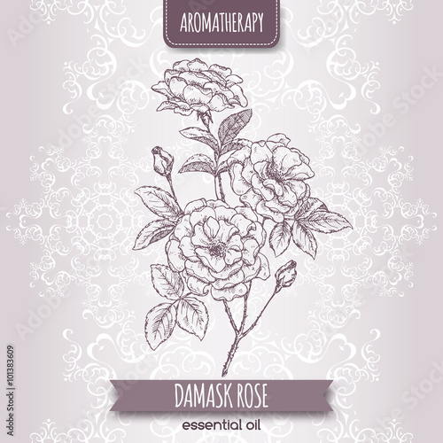Rosa damascene aka Damask rose sketch 