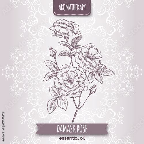 Rosa damascene aka Damask rose sketch  photo