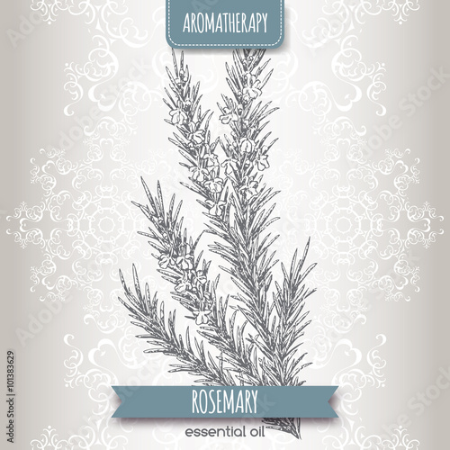 Rosmarinus officinalis aka rosemary sketch 