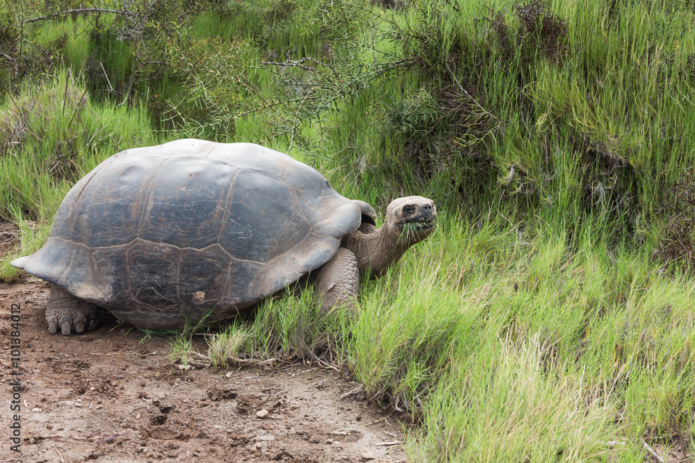 Obraz premium Galapagos tortoise looking at the camera with grass in its beak. Selective focus on the animal, background is blurred