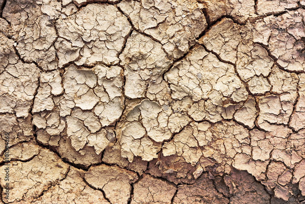 Fototapeta premium Cracked soil texture