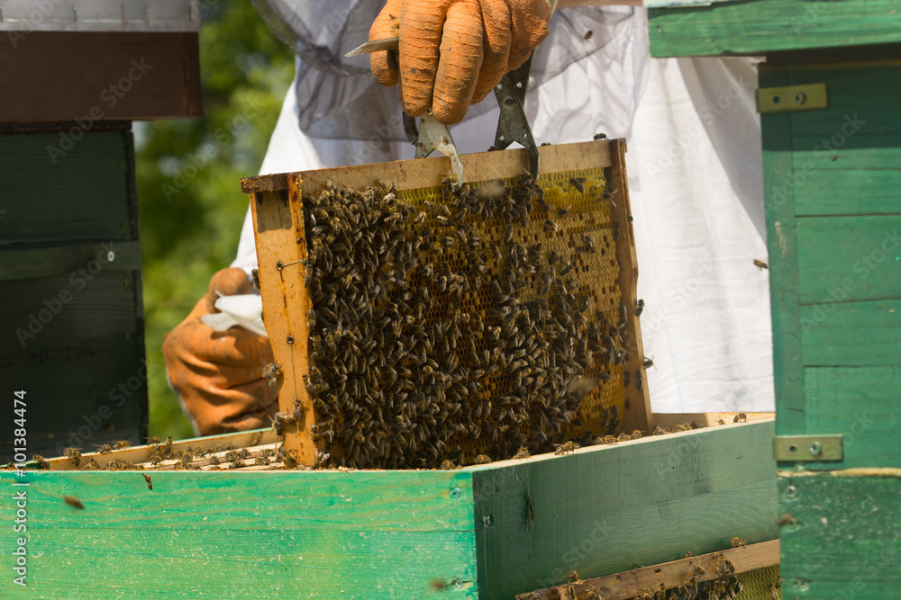 Honeycomb Honeycomb