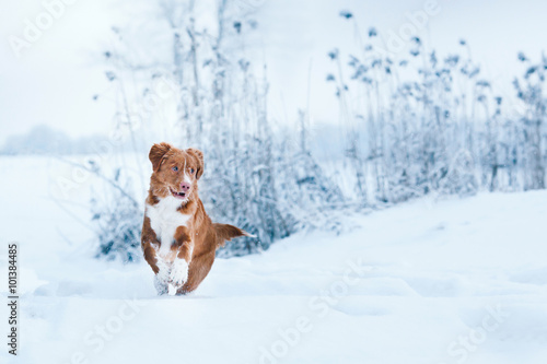 Dog Nova Scotia Duck Tolling Retriever walking in winter park