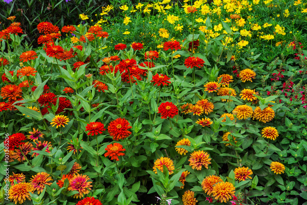 Colorful flowers in the gardens.