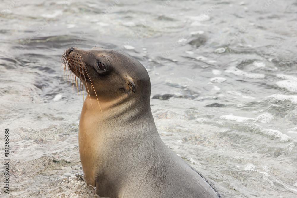 Obraz premium Sea lion sitting in the water. The water flowing from the fur gives it a polished aspect; selective focus