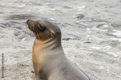 Sea lion sitting in the water. The water flowing from the fur gives it a polished aspect; selective focus