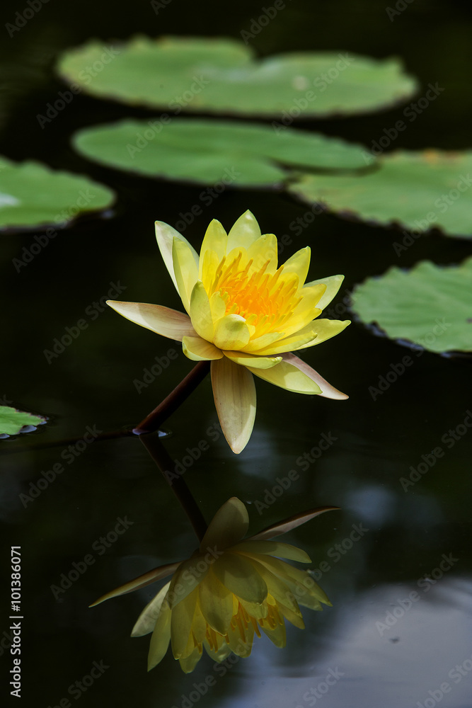 The lotus with beautiful colors in the garden. The lotus with beautiful colors in the garden.