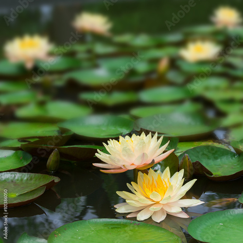 The lotus with beautiful colors in the garden.