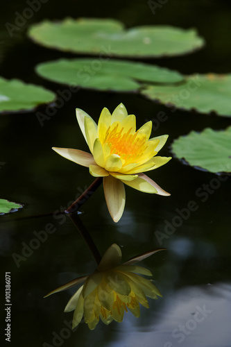 The lotus with beautiful colors in the garden.