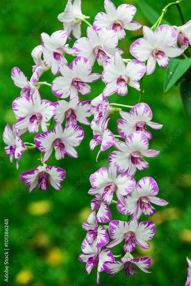 Orchid flowers with beautiful Orchid flowers with beautiful