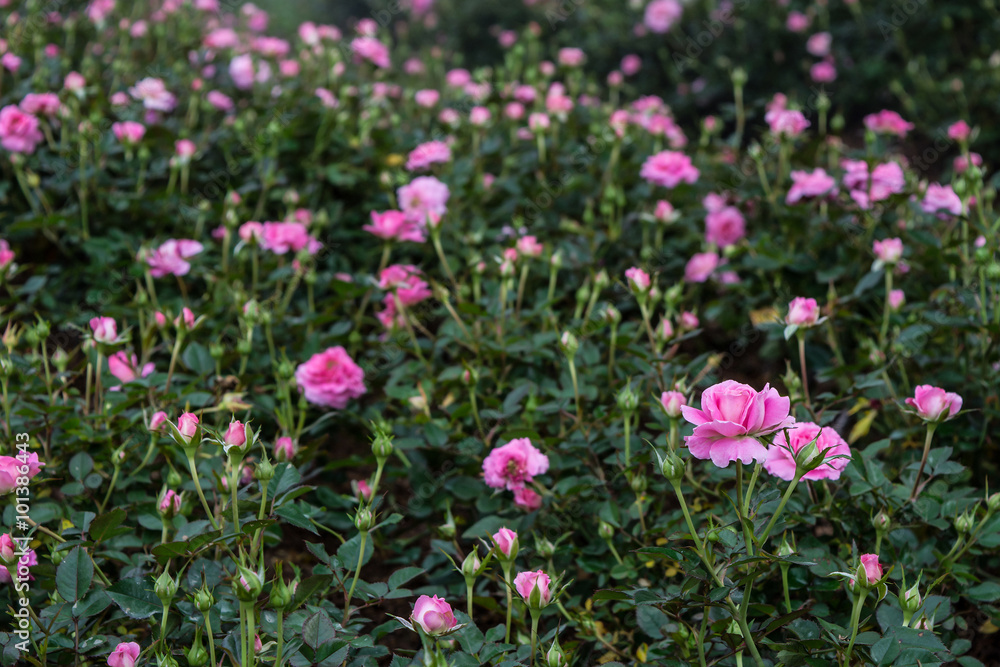 Selective focus of beautiful pink rose field in winter at Chiang Selective focus of beautiful pink rose field in winter at Chiang