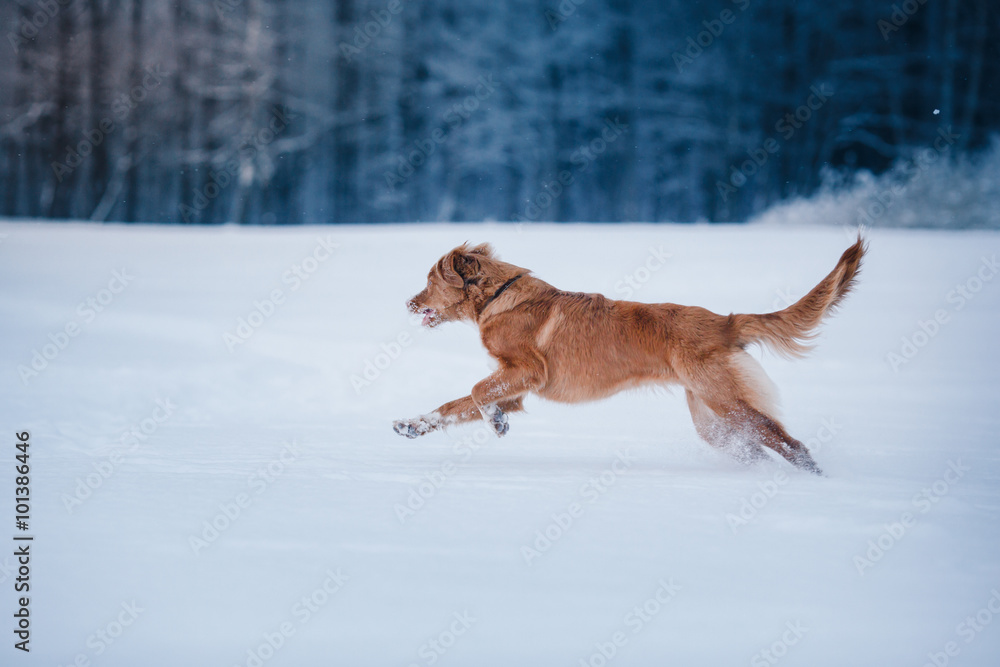 Dog Nova Scotia Duck Tolling Retriever winter park
