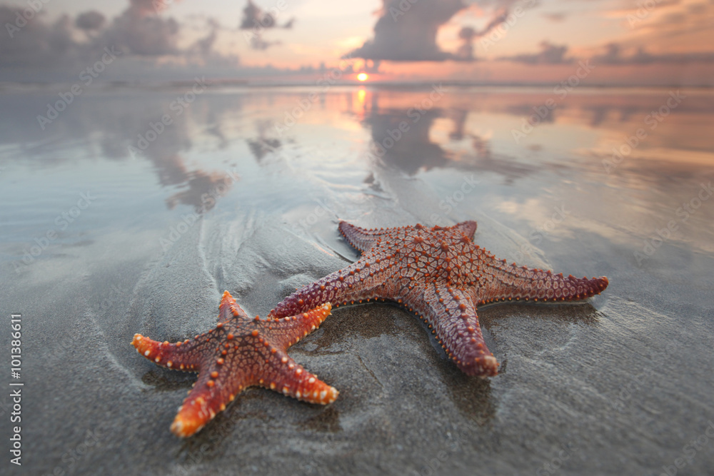 Two starfish on summer beach